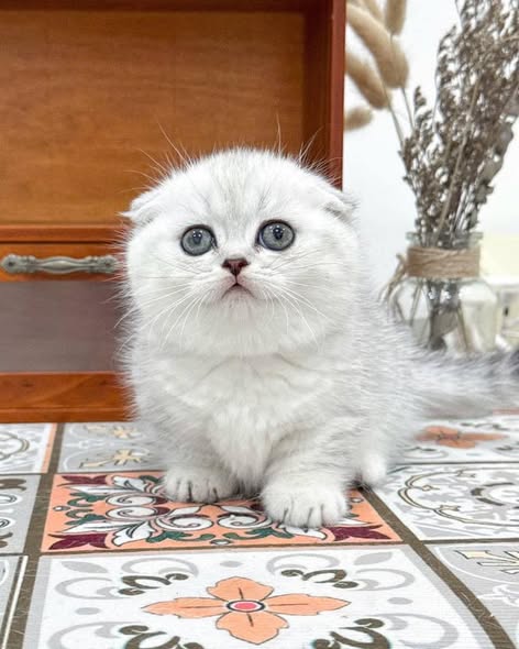 Munchkin Fold