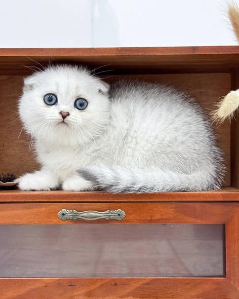 Scottish Fold