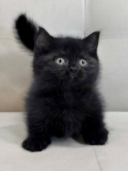Munchkin
