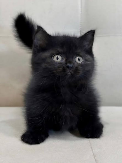 Munchkin