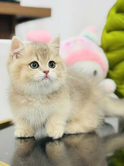 Munchkin