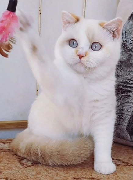 British Shorthair