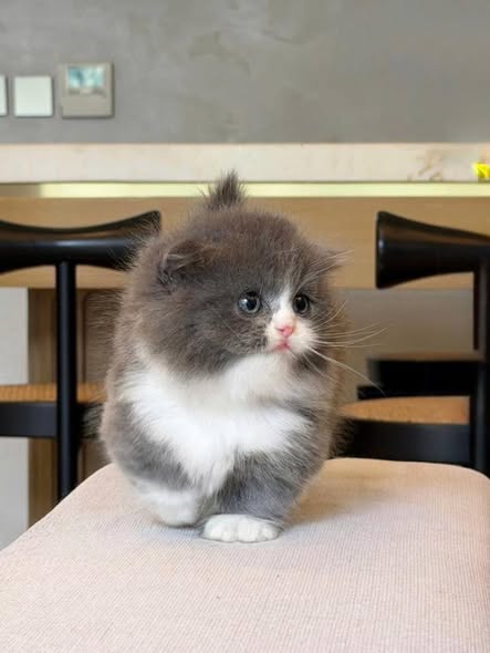 Munchkin Fold Longhair