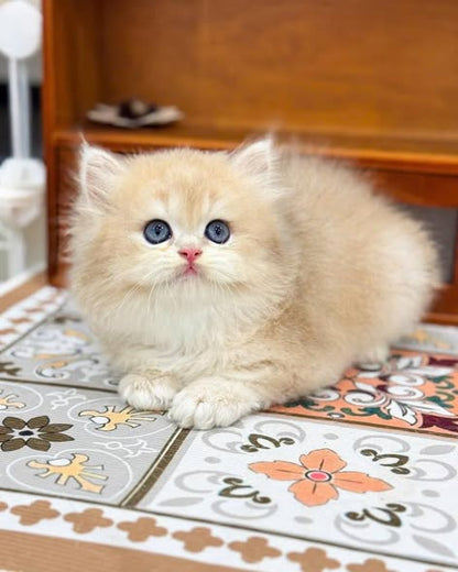 British Longhair