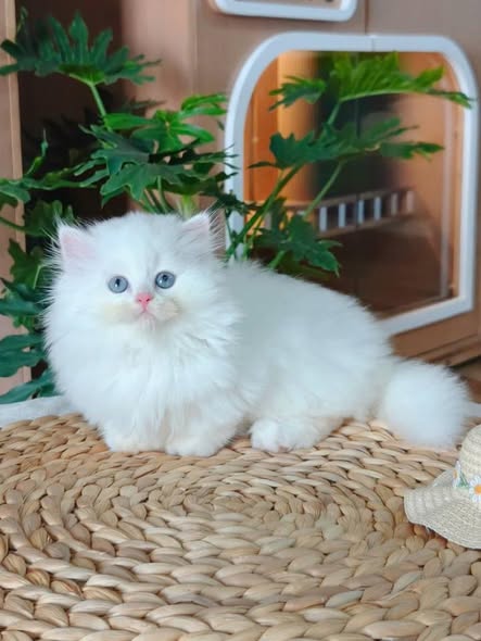Munchkin Longhair