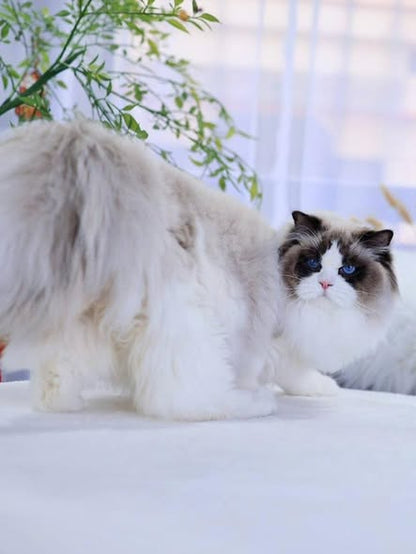 Ragdoll