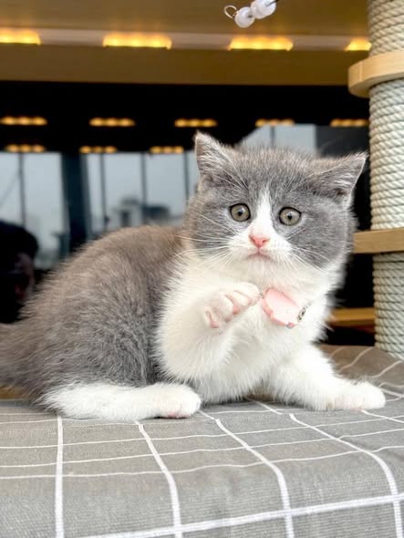 British Shorthair