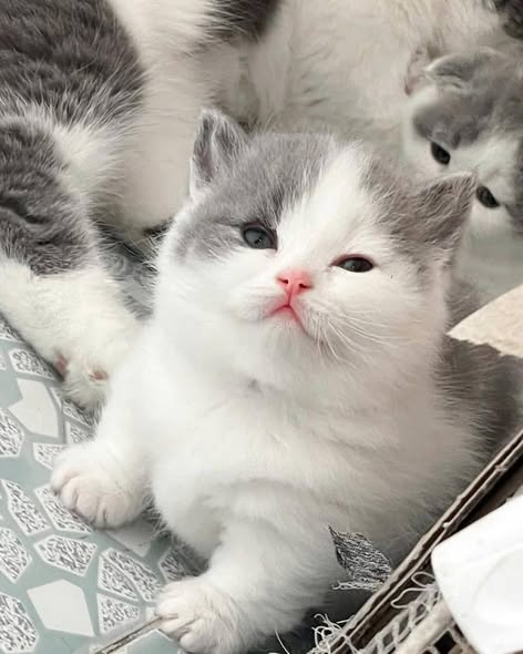 Munchkin