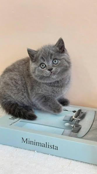 Munchkin