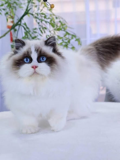 Ragdoll