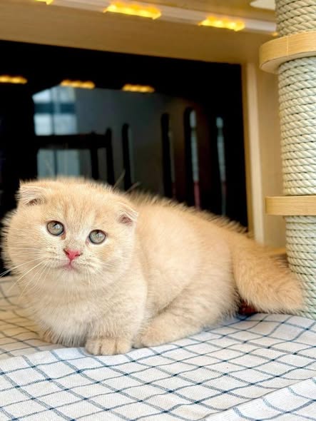 Munchkin Fold