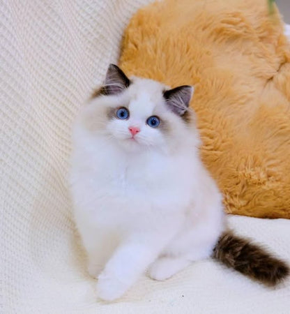 Ragdoll