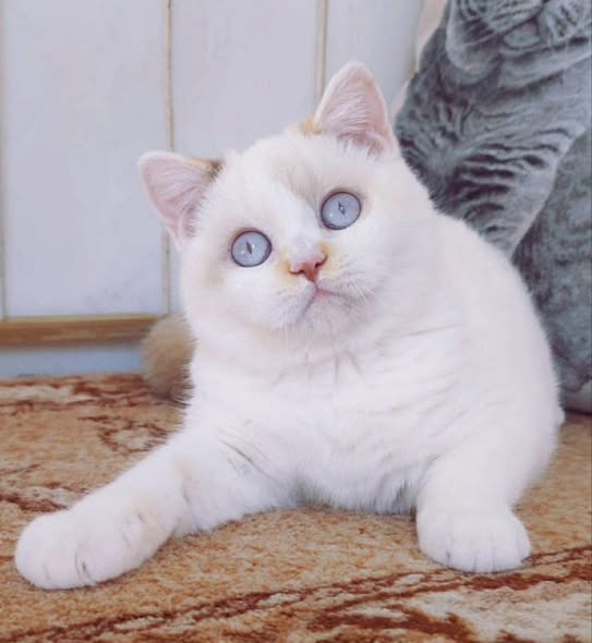 British Shorthair