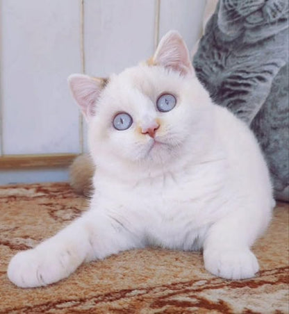 British Shorthair