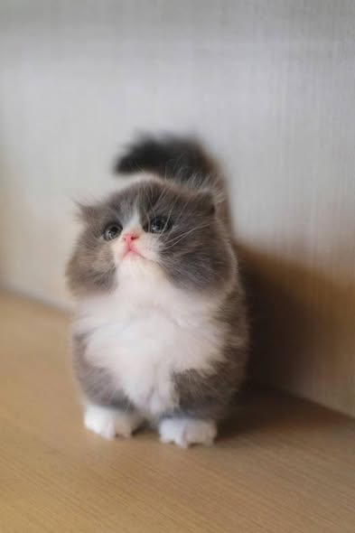 Munchkin Fold Longhair