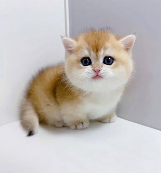 Munchkin