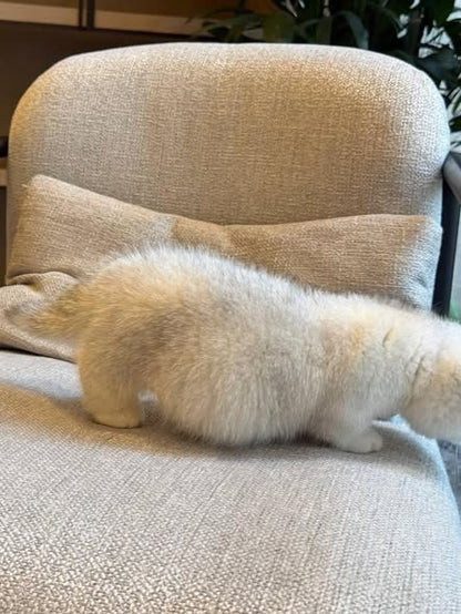 Munchkin Fold