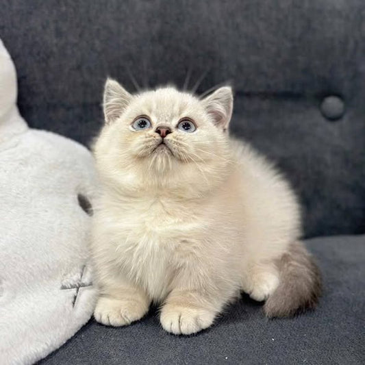 Munchkin