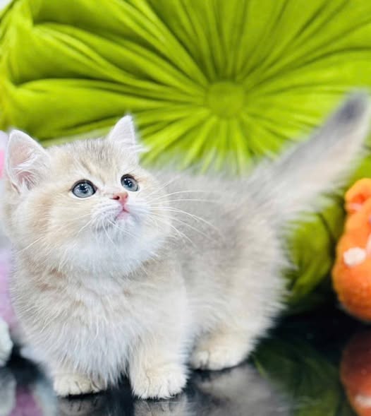 Munchkin