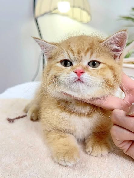 British Shorthair