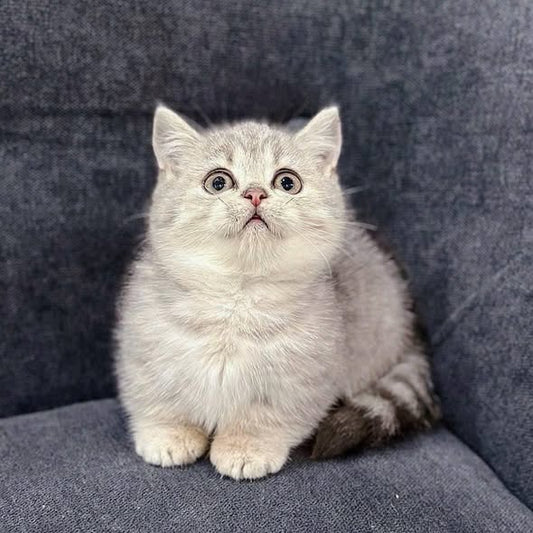 Munchkin
