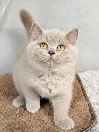 British Shorthair