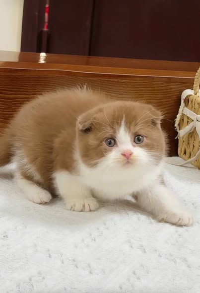 Scottish Fold