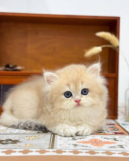 British Longhair