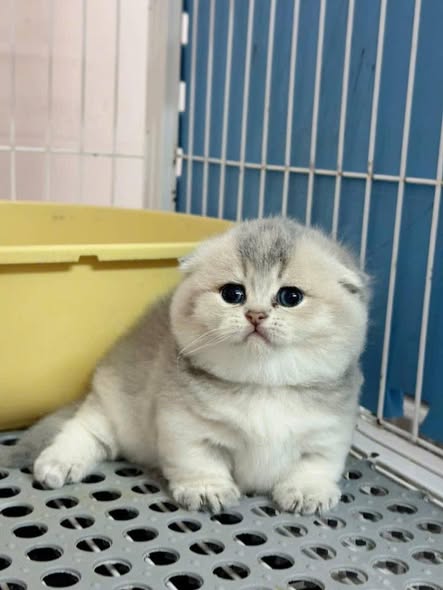 Munchkin Fold