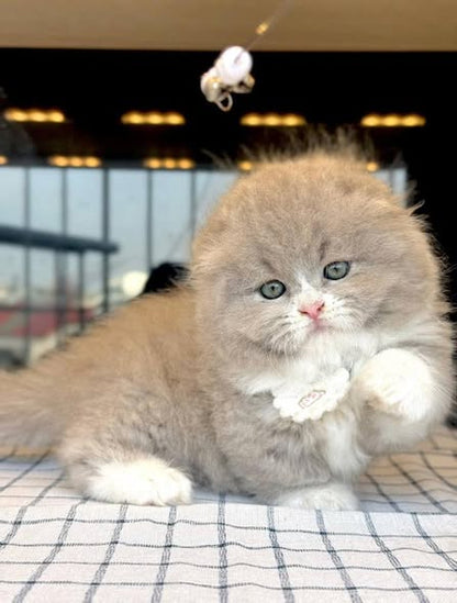 Munchkin Fold Longhair
