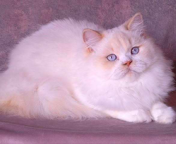 British Longhair