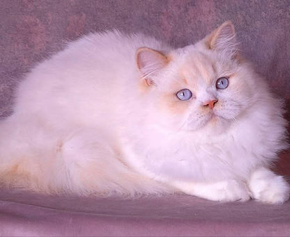 British Longhair