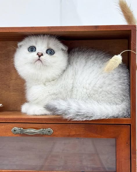 Scottish Fold