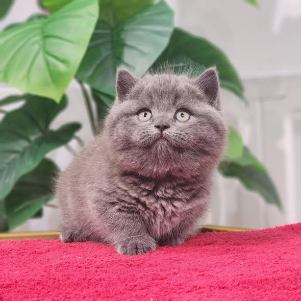 Munchkin