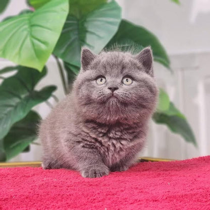 Munchkin
