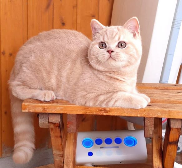 British Shorthair