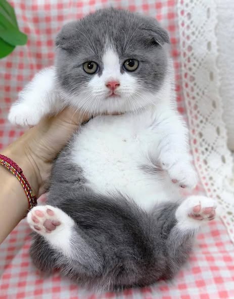 Munchkin Fold