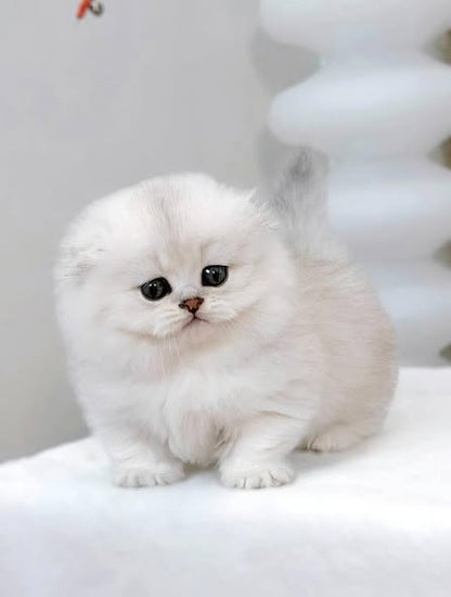 Munchkin Fold Longhair