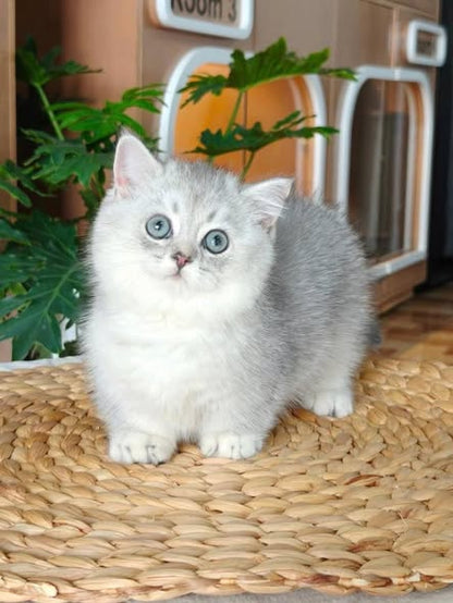 Munchkin