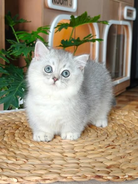 Munchkin