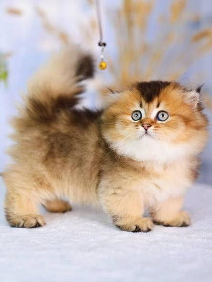 Munchkin Fold Longhair