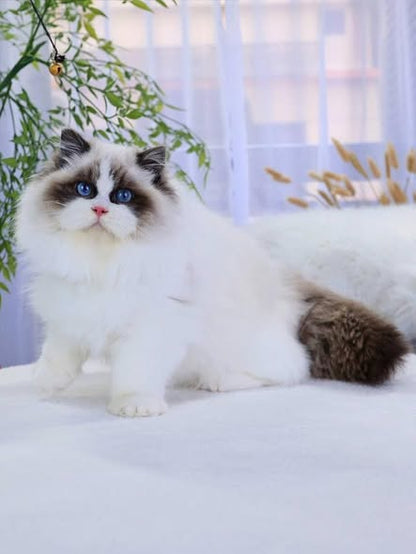 Ragdoll