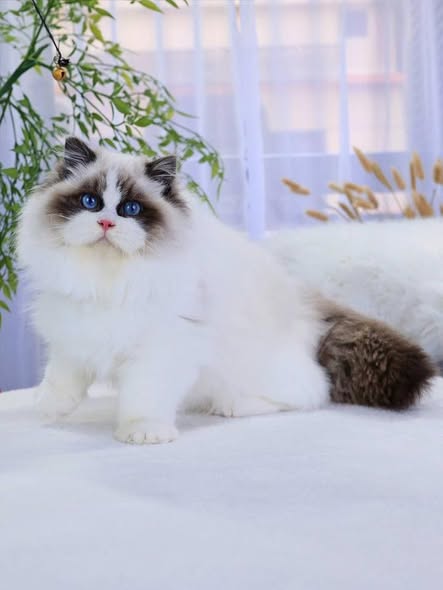 Ragdoll