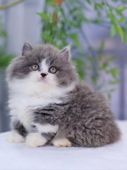 Munchkin Longhair