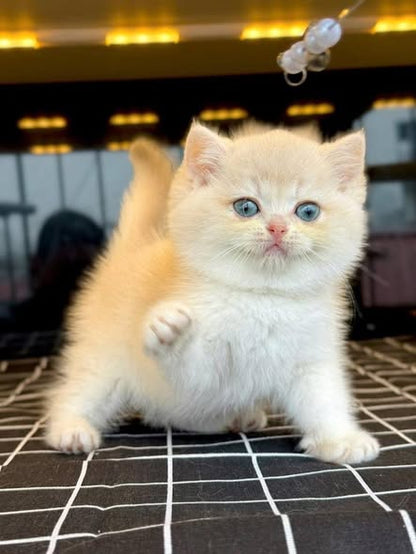British Shorthair