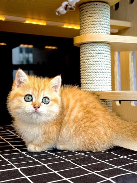 Munchkin