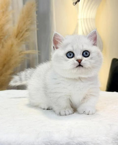 Munchkin
