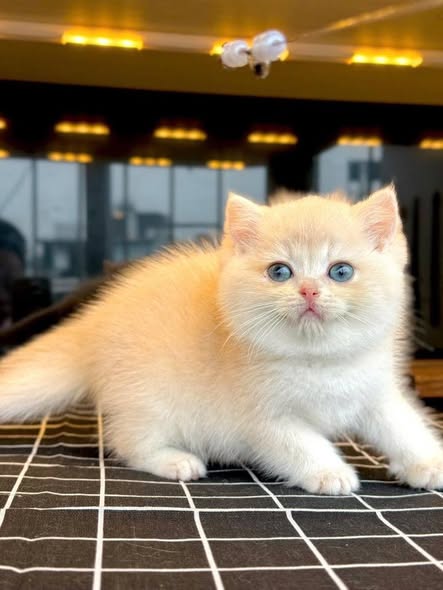 British Shorthair