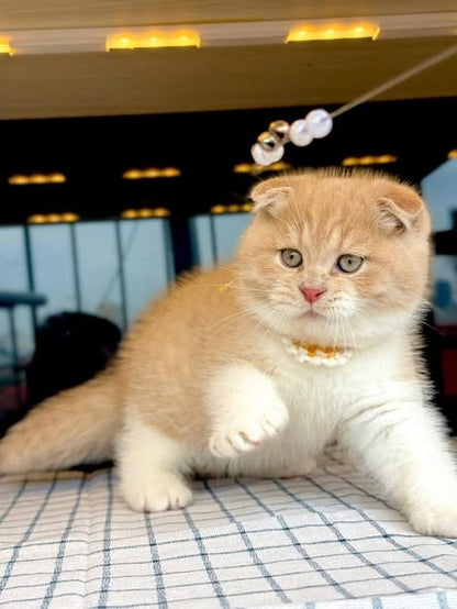 Scottish Fold