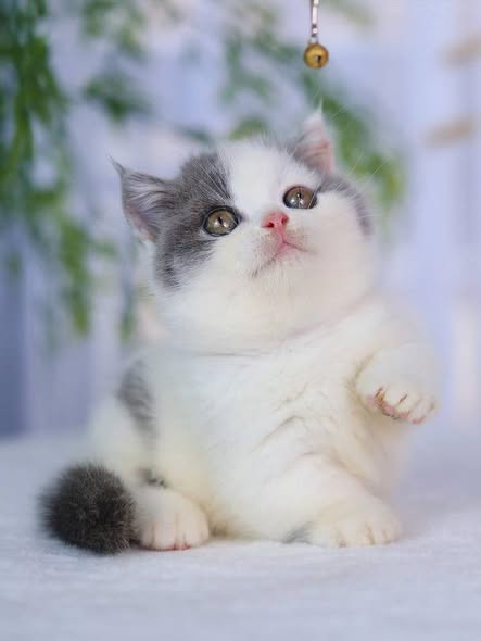 Munchkin